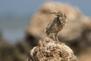 Striated Heron (Butorides striata)