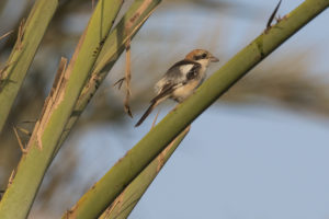 Woodchat Shrike (Lanius senator)