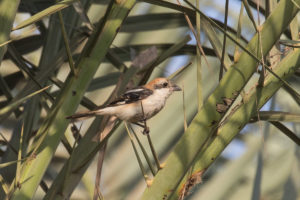 Woodchat Shrike (Lanius senator)