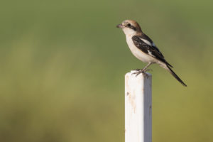 Woodchat Shrike (Lanius senator)