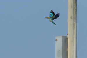 European Roller (Coracias garrulus)