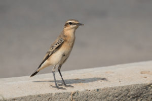 Northern Wheatear (Oenanthe oenanthe)