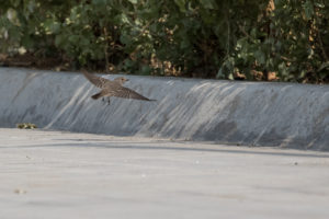 Spotted Flycatcher (Muscicapa striata)