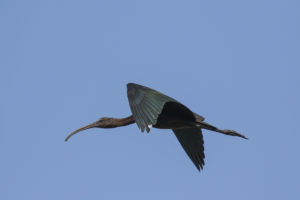 Glossy Ibis (Plegadis falcinellus)