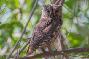 European Scops-Owl (Otus scops)