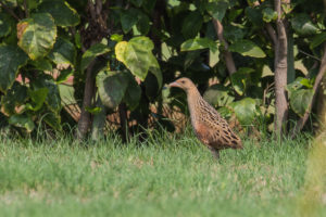 Corn Crake (Crex crex)