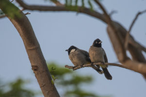 White-eared Bulbul (Pycnonotus leucotis)