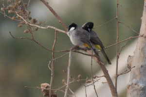 White-eared Bulbul (Pycnonotus leucotis)