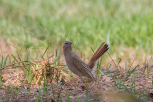 Rufous-tailed Scrub-Robin (Cercotrichas galactotes)