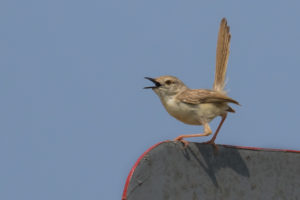 Graceful Prinia (Prinia gracilis)