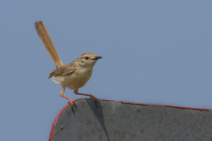 Graceful Prinia (Prinia gracilis)