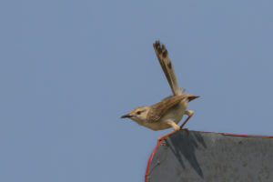 Graceful Prinia (Prinia gracilis)