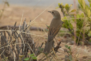 Greater Whitethroat (Sylvia communis)