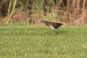 Spotted Crake (Porzana porzana)