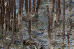 European Reed Warbler (Acrocephalus scirpaceus)