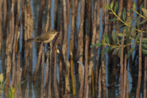 Marsh Warbler (Acrocephalus palustris)