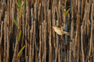 Marsh Warbler (Acrocephalus palustris)