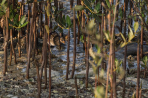 Spotted Crake (Porzana porzana)