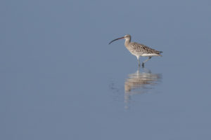 Eurasian Curlew (Numenius arquata)