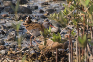 Water Rail (Rallus aquaticus)