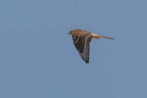 Eurasian Kestrel (Falco tinnunculus)