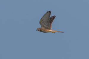 Eurasian Kestrel (Falco tinnunculus)