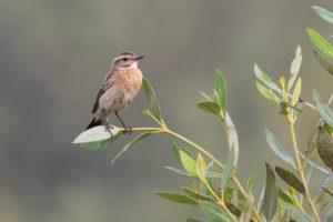 Whinchat (Saxicola rubetra)