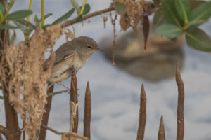 Garden Warbler (Sylvia borin)