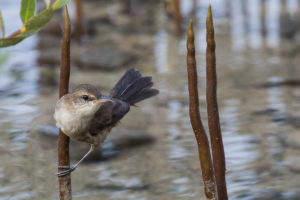 Clamourous Reed Warbler (Acrocephalus stentoreus)