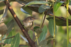 Marsh Warbler (Acrocephalus palustris)