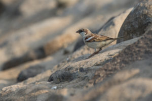 House Sparrow (Passer domesticus)