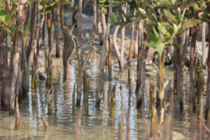 Great Reed Warbler (Acrocephalus arundinaceus)