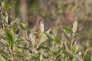 Great Reed Warbler (Acrocephalus arundinaceus)