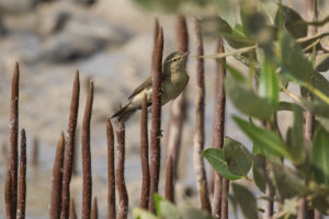 Willow Warbler (Phylloscopus trochilus)