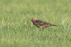 Red-Throated Pipit (Anthus cervinus)