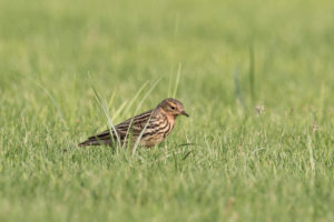 Red-Throated Pipit (Anthus cervinus)