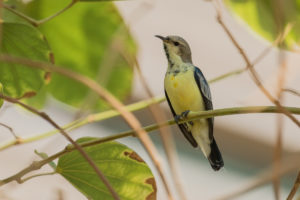 Nile Valley Sunbird (Hedydipna metallica)