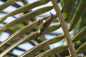 Nile Valley Sunbird (Hedydipna metallica)