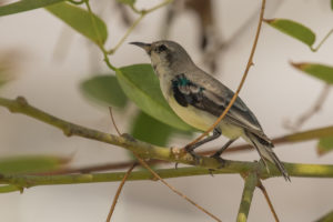 Nile Valley Sunbird (Hedydipna metallica)