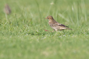 Meadow Pipit (Anthus pratensis)