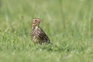 Meadow Pipit (Anthus pratensis)