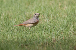 Common Redstart (Phoenicurus phoenicurus)