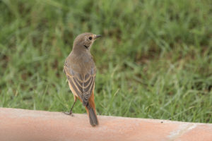 Common Redstart (Phoenicurus phoenicurus)