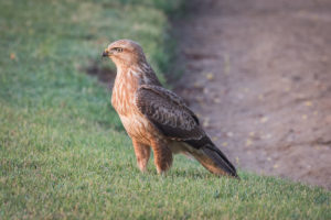 Common Buzzard (Steppe) (Buteo buteo vulpinus)