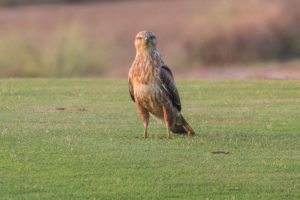 Common Buzzard (Steppe) (Buteo buteo vulpinus)