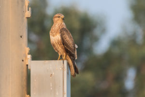 Common Buzzard (Steppe) (Buteo buteo vulpinus)