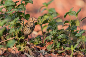 Tree Pipit (Anthus trivialis)