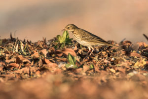 Tree Pipit (Anthus trivialis)