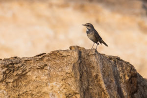 Bluethroat (Luscinia svecica)