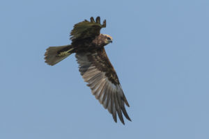 Marsh Harrier (Circus aeruginosus)